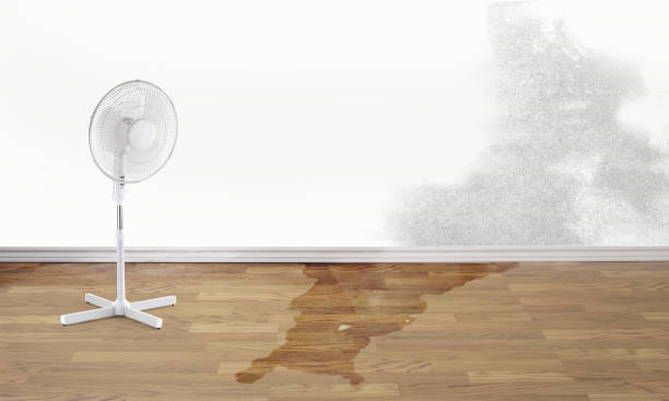 Best Mold removal after water damage  in Union, KY
